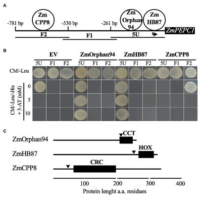 ZmOrphan94 Transcription Factor Downregulates ZmPEPC1 Gene Expression in Maize Bundle Sheath Cells